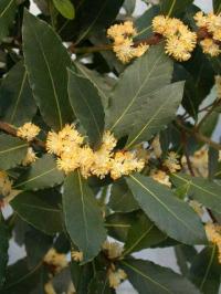 Laurus nobilis