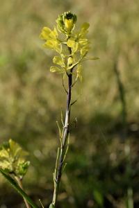 Sinapis arvensis subsp. arvensis