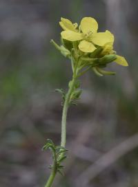 Erucastrum nasturtiifolium subsp. sudrei