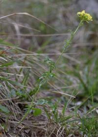 Erucastrum nasturtiifolium subsp. sudrei