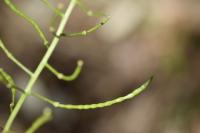 Erucastrum nasturtiifolium subsp. sudrei