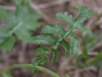 Erucastrum nasturtiifolium subsp. sudrei