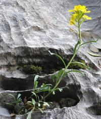 Coincya monensis subsp. cheiranthos 