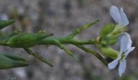 Cakile maritima subsp. integrifolia 