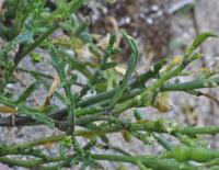 Cakile maritima subsp. integrifolia 
