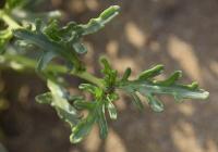 Cakile maritima subsp. integrifolia 