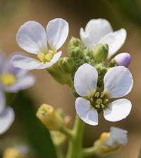 Cakile maritima subsp. integrifolia 