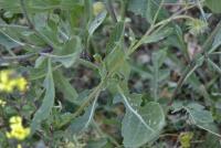Rapistrum subsp. rugosum