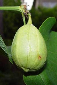 Aristolochia clematitis