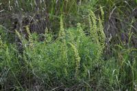 Reseda lutea subsp. lutea