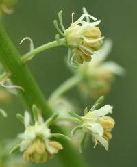 Reseda lutea subsp. lutea