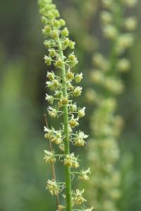 Reseda lutea subsp. lutea