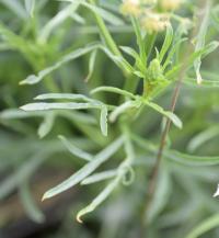 Reseda lutea subsp. lutea