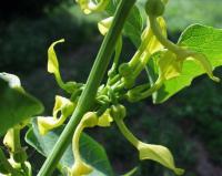 Aristolochia clematitis