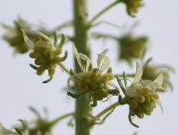 Reseda lutea subsp. lutea