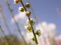 Reseda glauca