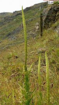 Reseda luteola