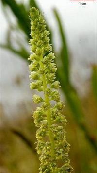 Reseda luteola