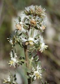 Reseda phyteuma