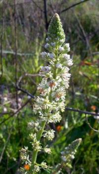 Reseda barrelieri 