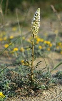 Reseda barrelieri 