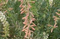 Reseda barrelieri 