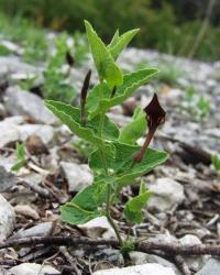 Aristolochia pistolochia