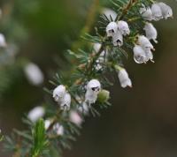 Erica arborea subsp. arborea