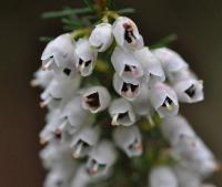 Erica arborea subsp. arborea