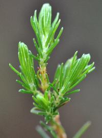 Erica arborea subsp. arborea