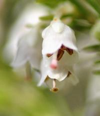 Erica arborea subsp. riojana