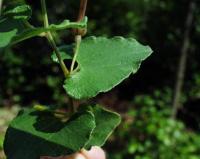 Aristolochia pistolochia