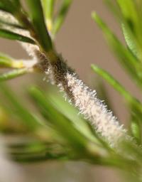 Erica arborea subsp. riojana