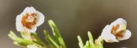 Erica arborea subsp. riojana