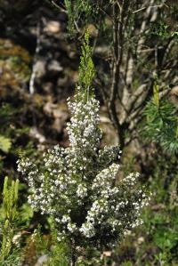 Erica arborea subsp. riojana