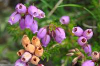 Erica cinerea