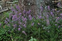 Erica cinerea