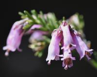 Erica cinerea