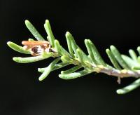 Erica cinerea