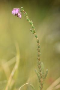 Erica tetralix