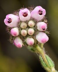 Erica tetralix