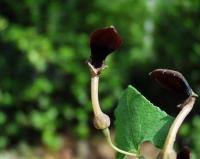 Aristolochia pistolochia