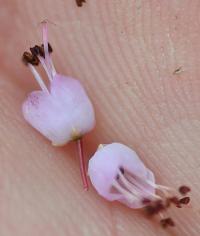 Erica vagans