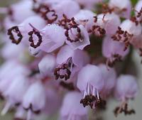 Erica vagans