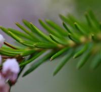 Erica vagans