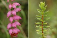 Erica ciliaris