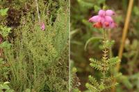 Erica ciliaris