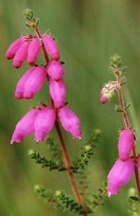 Erica ciliaris