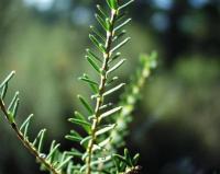 Erica scoparia subsp. scoparia