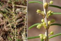 Erica scoparia subsp. scoparia